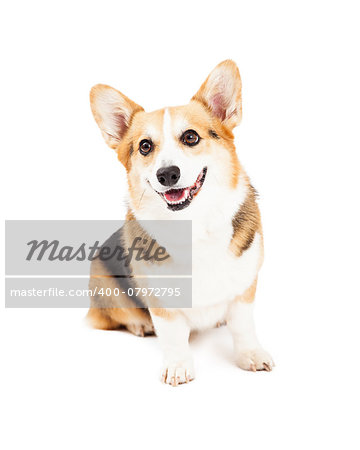 A very cute Pembroke Welsh Corgi Dog sitting while looking off to the side.