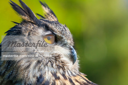 European or Eurasian Eagle Owl, Bubo Bubo, with big orange eyes and a natural green background