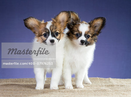 Two Papillon puppies standing on a blue background