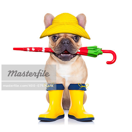 fawn french bulldog sitting and waiting to go for a walk with owner , prepared for rain and dirt,wearing rain boots , holding umbrella with mouth,  isolated on white background