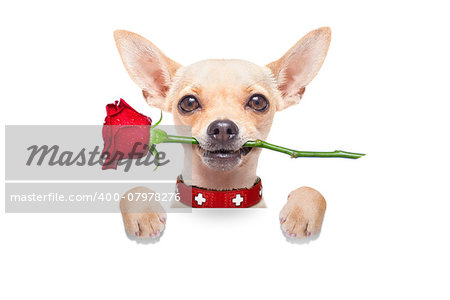 valentines chihuahua dog holding a  red rose with mouth ,behind white blank banner or placard,  isolated on white background