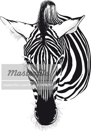 Zebra head from the front consisting of black lines on a white background