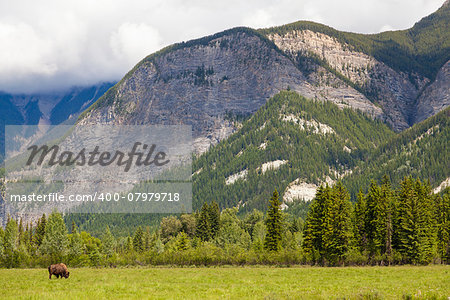 One single American Bison (Bison Bison) or Buffalo alone by mountains