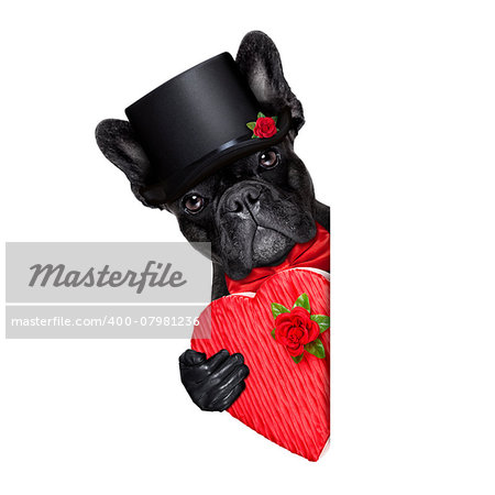valentines french bulldog dog holding a present box  besides a white and blank banner , isolated on white background