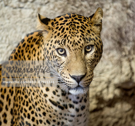 This is a portrait of the leopard ( panther, Panthera pardus).