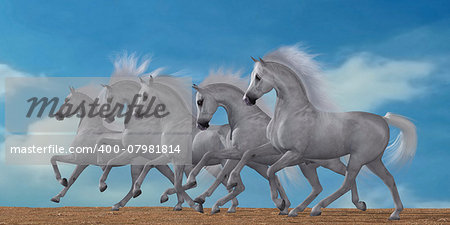 A herd of beautiful white Arabian horses in a wild desert environment.