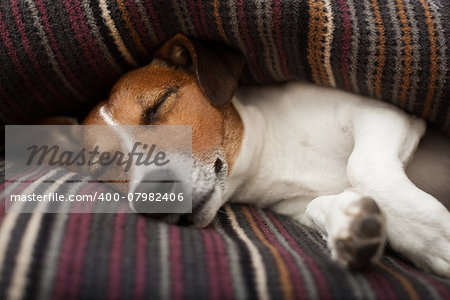 jack russell terrier dog under the blanket or sheets in bed , having a siesta and relaxing or sleeping