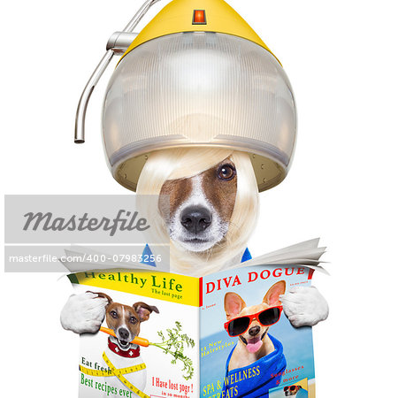 jack russell terrier dog reading the gossip magazine , with hair under the drying hood ,isolated on white background