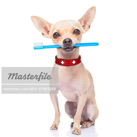 chihuahua dog holding a toothbrush with mouth , isolated on white background