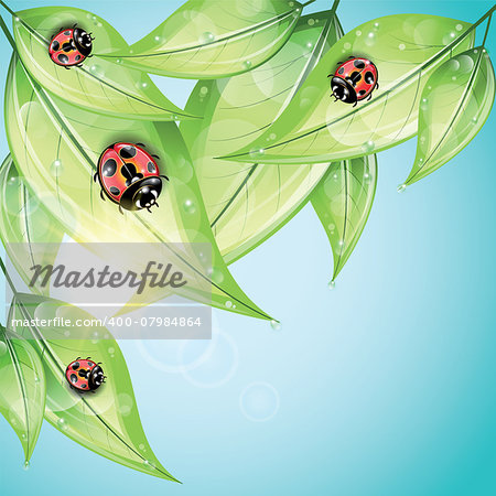 Red ladybugs on the green leaves on the sky background.