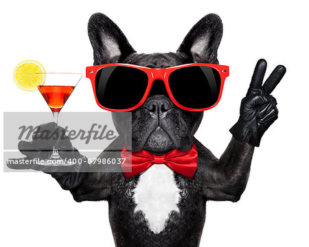 french bulldog dog holding martini cocktail glass ready to have fun and party, isolated on white background#