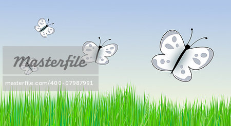 Some butterflies flying over a meadow with green green grass.