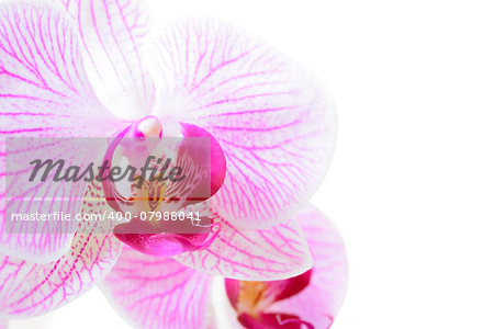 Beautiful Pink Orchid Flower Isolated on the White Background