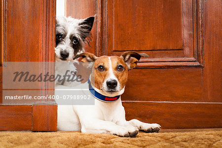 couple of dogs watching at the door at home , on the doormat