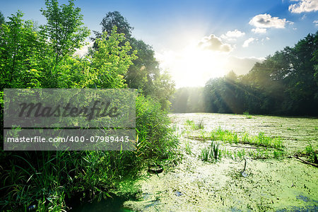 Algae in river at sunny day in summer