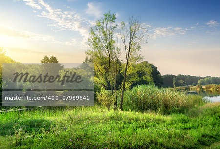 Trees on a green meadow near calm backwater