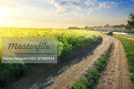 Field of blooming sunflowers by the country road