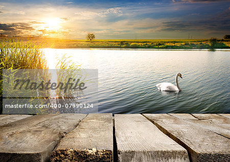 White swan on a river near wooden bridge