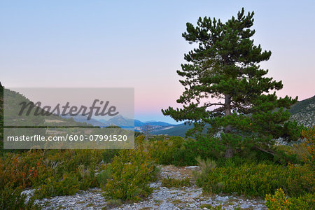 Pine Tree in Landscape at Dusk, Canyon du Verdon, La Palud sur Verdon, Parc Naturel Regional du Verdon, Provence, Alpes-de-Haute-Provence, France