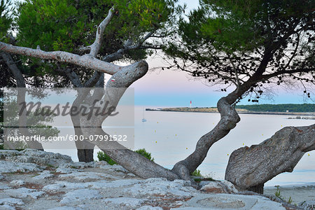 Anse de Sainte Croix with Pine Trees at Dawn, La Couronne, Martigues, Cote Bleue, Mediterranean Sea, Bouches-du-Rhone, Provence-Alpes-Cote d'Azur, France