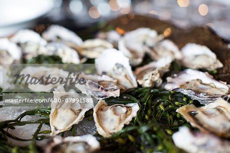 Close-up of Tray of Oysters and Seaweed at Wedding Reception