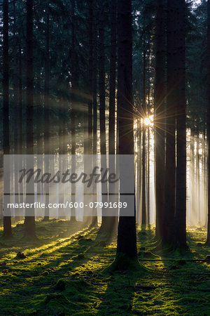 Spruce Forest in Early Morning Mist at Sunrise, Odenwald, Hesse, Germany