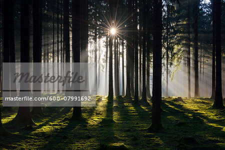 Spruce Forest in Early Morning Mist at Sunrise, Odenwald, Hesse, Germany