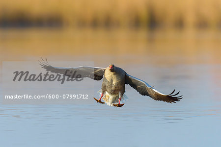 Landing Greylag Goose (Anser anser), Hesse, Germany