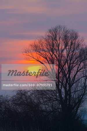 Bare Tree at Sunrise, Hesse, Germany