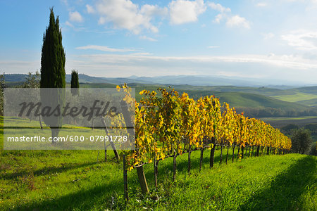 Tuscany Countryside with Vineyard and Cypress Tree, Autumn, San Quirico d'Orcia, Val d'Orcia, Province Siena, Tuscany, Italy Tuscany Countryside with Vineyard and Cypress Tree, Autumn, San Quirico d'Orcia, Val d'Orcia, Province Siena, Tuscany, Italy