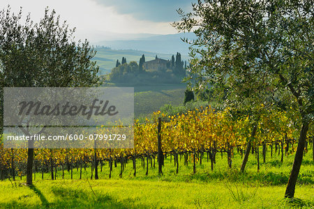 Tuscany Countryside with Farmhouse and Vineyard and Olive Trees, Autumn, San Quirico d'Orcia, Val d'Orcia, Province Siena, Tuscany, Italy Tuscany Countryside with Farmhouse and Vineyard and Olive Trees, Autumn, San Quirico d'Orcia, Val d'Orcia, Province Siena, Tuscany, Italy