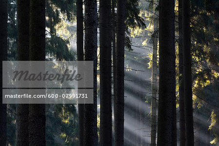 Morning Haze in the Coniferus Forest, Harz, Lower Saxony, Germany