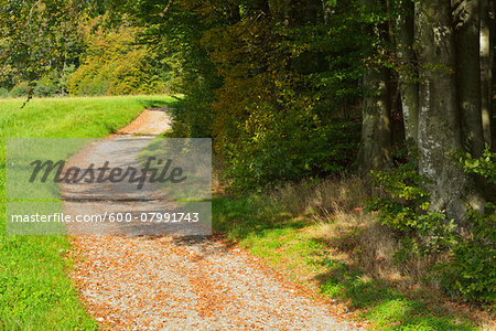 Close-up of Forest Path, Katzenbuckel, Waldbrunn, Baden Wurttemberg, Germany