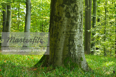 Close-up of Beech Tree in forest, Katzenbuckel, Waldbrunn, Baden Wurttemberg, Germany