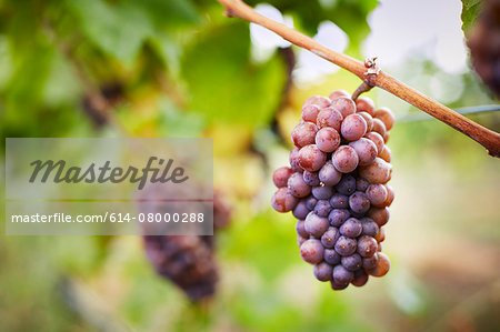 Close up of bunch of red grapes on vine, Kelowna, British Columbia, Canada