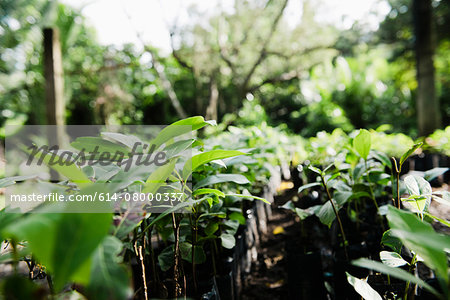 Rows of plants growing in garden, Cebu, Philippines Rows of plants growing in garden, Cebu, Philippines