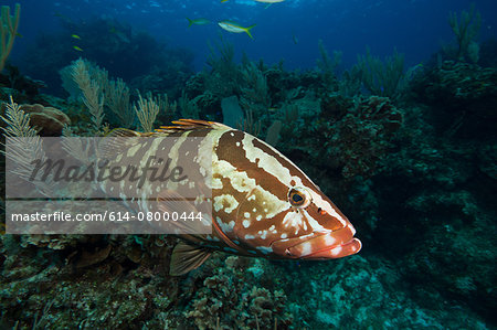 Nassau grouper on coral reef. Nassau grouper on coral reef.