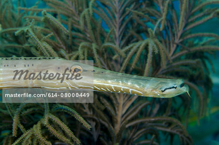 Trumpetfish and Sea Plume.