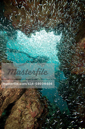 Large school of Glass minnows.