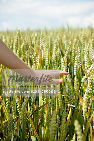 Hand above green wheat