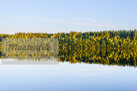 Autumn forest reflecting in water