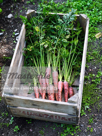 Carrots in wooden crate