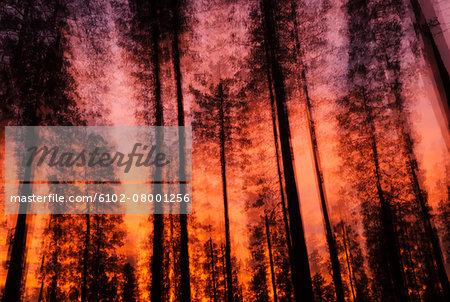 Forest at sunset