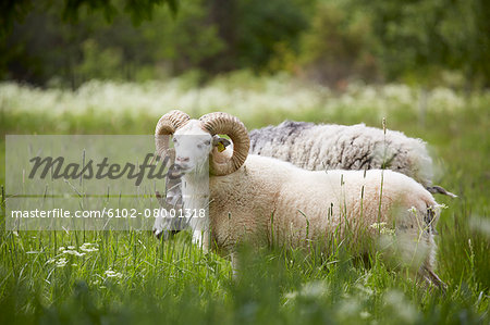 Ram on meadow