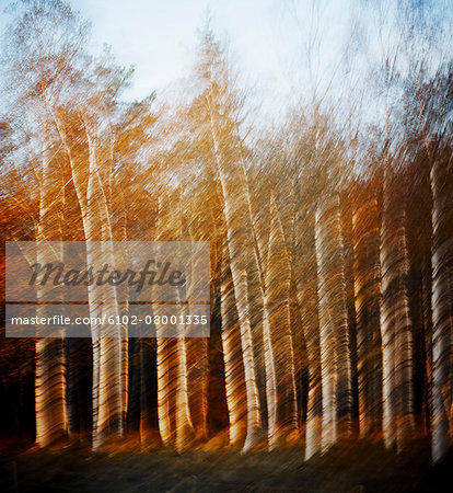 Blurred birch forest