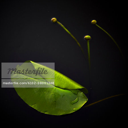 Leaf on water