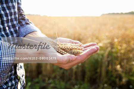 Wheat on mans hands