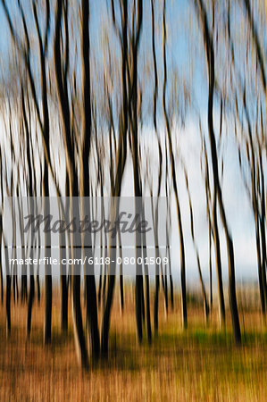 Blurred motion. Maple trees in autumn, moving in the breeze.