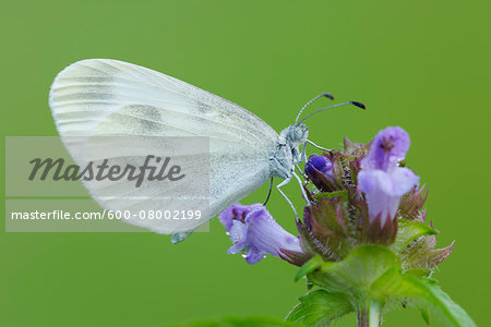 Wood White (Leptidea sinapis) Butterfly on Flower, Bavaria, Germany Wood White (Leptidea sinapis) Butterfly on Flower, Bavaria, Germany