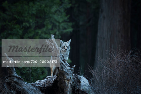 Wild Coyote, Yosemite National Park, California, USA.